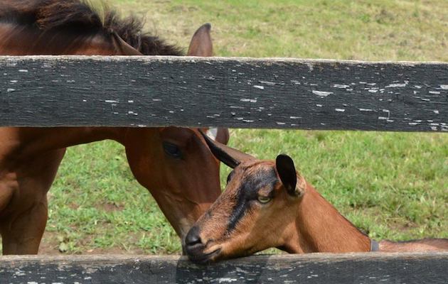 Goat foal iggy pop sheshe