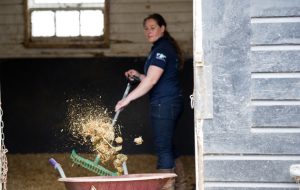 Deep litter bedding mucking out