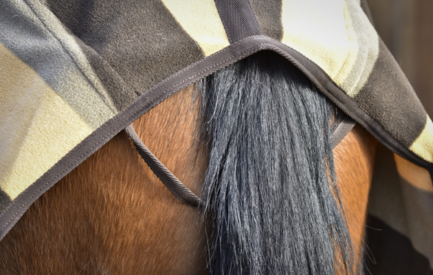 Equithème Stripe Exercise Sheet review