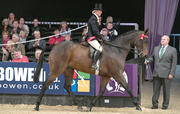 Sarah Carey riding PEARLY KING for owner Sarah Carey, winner of the Topham Barnes Hack of the Year Championships at the Horse of The Year Show 2018 at the NEC near Birmingham in the UK between 2nd- 7th October 2018