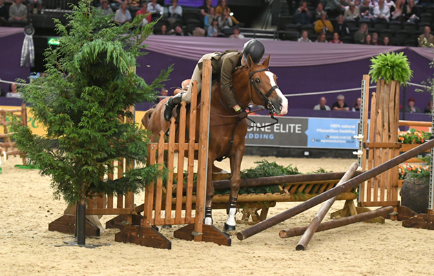 Sorry no caption info Cuddy Working Hunter of the Year Championship at Horse of The Year Show 2018 at the NEC near Birmingham in the UK between 2nd- 7th October 2018