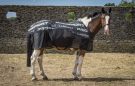 LeMieux Carbon Cooler rug review