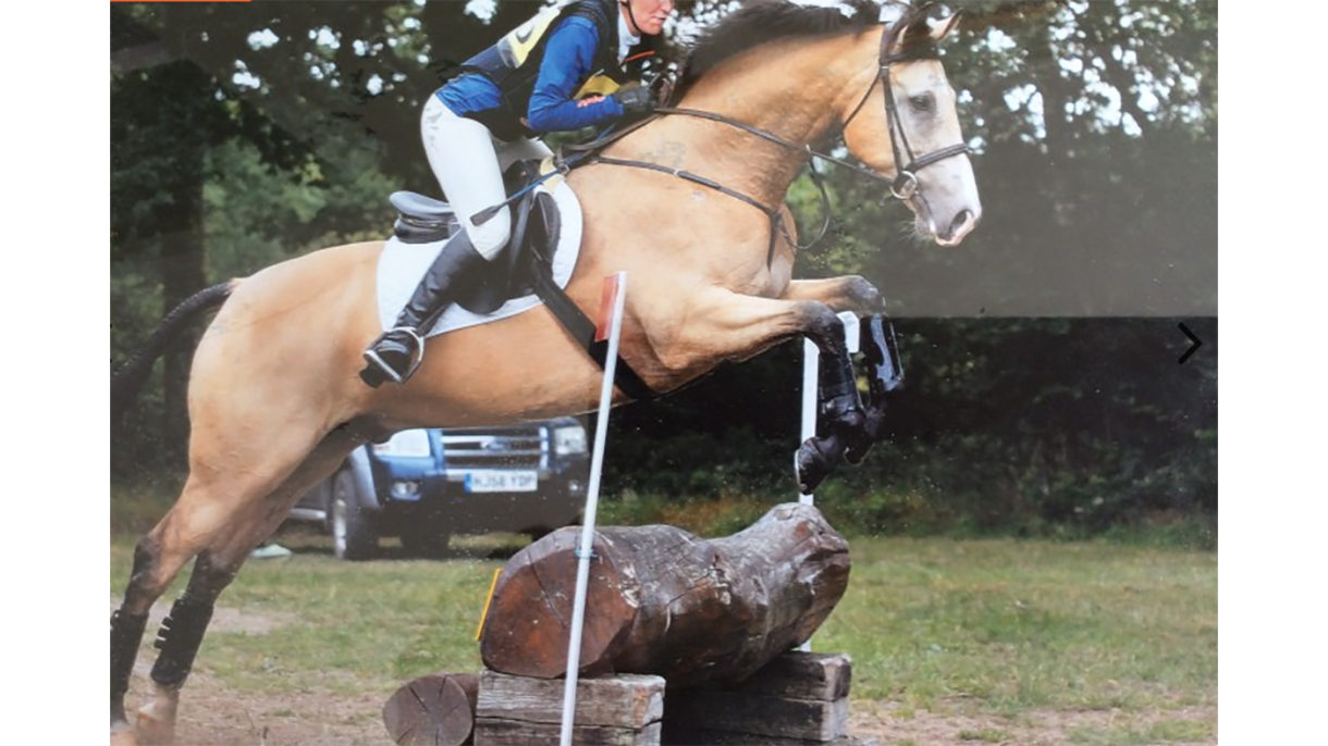 Horses for sale in the south west of England Horse & Hound