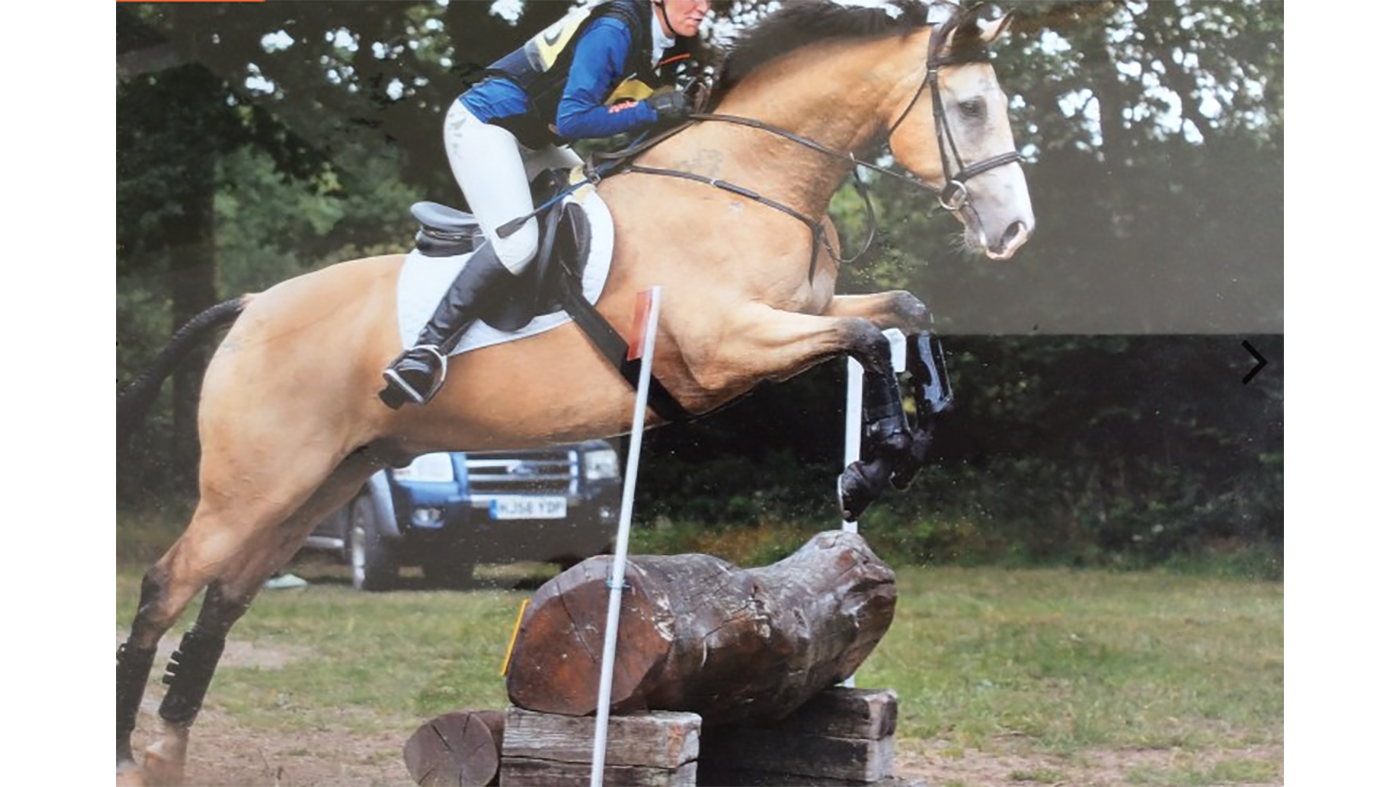 horses for sale in the south west