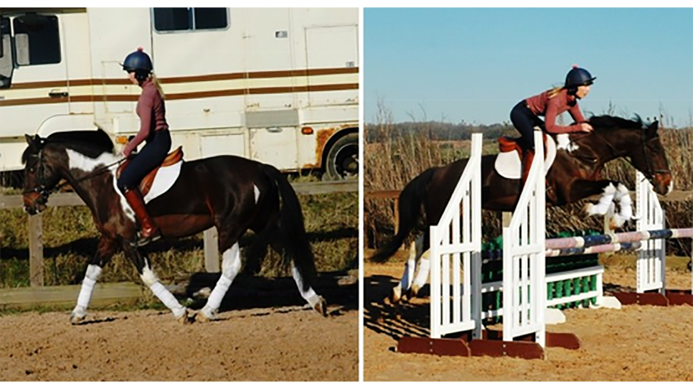horses for sale in the south west