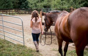 D3AXXH Caucasian woman walking horse in pen