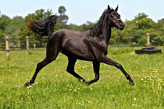 dutch warmblood colors