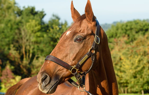 Over To You at 30 years old, Wednesday 5 September 2018 © 2018 Nico Morgan. All Rights Reserved