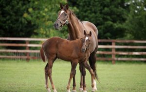 equine viral arteritis