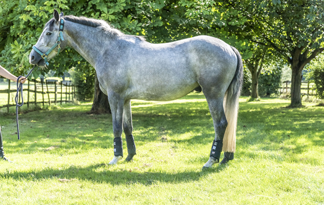 Majyk Equipe Color Elite X Country Boots review