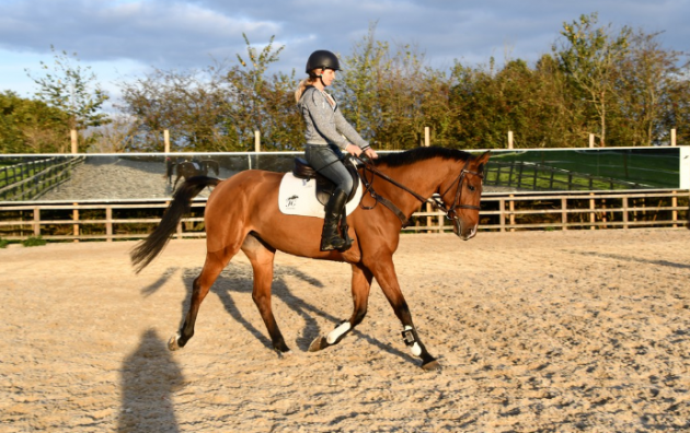 horses for sale west sussex