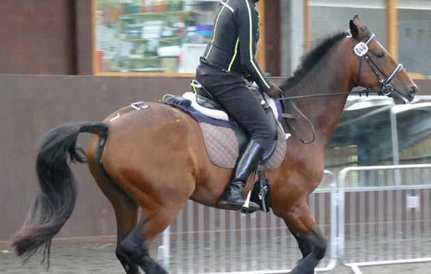 This horse is showing signs of discomfort while being ridden by a 'heavy' rider