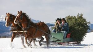 Horse Christmas films