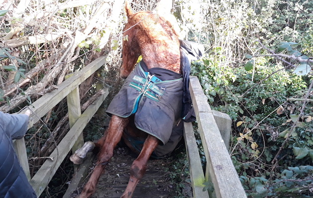 horse trapped bridge eton