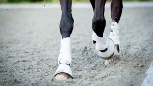 E7PCA8 Closeup of the hooves from a horse while in trot on an outside track