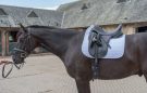 Bucas Max saddle pad review