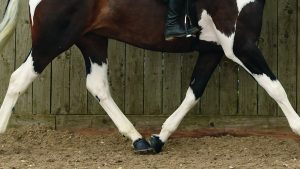 horse legs showing