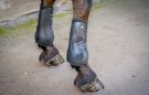 Premier Equine Kevlar Airtechnology Tendon Boots review