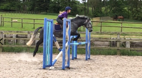 Pony club ponies for sale