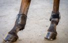 Tri-Zone Tendon and Fetlock boots review