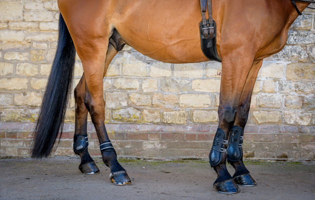 Whitaker Bingley Tendon/Fetlock boots review