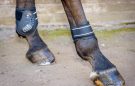 Whitaker Bingley Tendon/Fetlock boots review