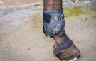Whitaker Bingley Tendon/Fetlock boots review