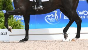 DRESSAGE LEGS
