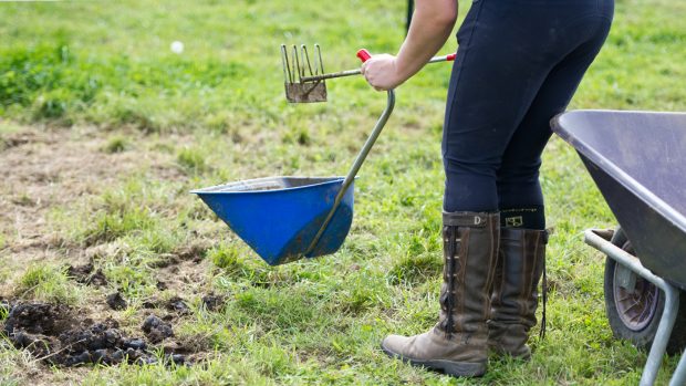 How often should you poo pick a horse's field?