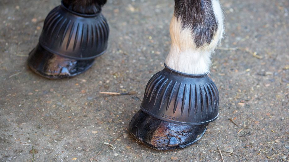 Equus over reach boots review