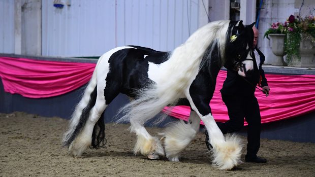 Domino Bad Boy (Horse No 141), In-Hand Supreme Champion during the BSPA Festival of Showing and Winter Championships at The College Equestrian Centre in Keysoe near Bedford in Bedfordshire in the UK on 24th February 2019