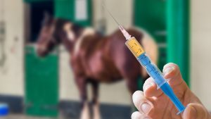 british dressage flu vaccination rule six month