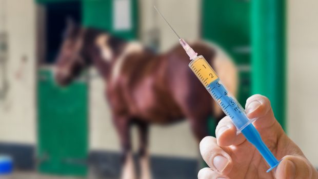 equine flu