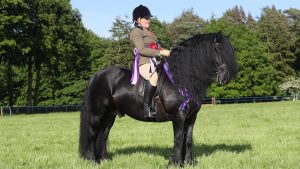 SSADL RIDDEN CHAMPIONSHIP CHAMPION RESERVE RIDDEN SUPREME  674 DARRENVALE WARRIOR R: Jodie Smith