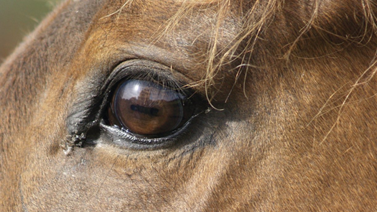 Equine euthanasia what you need to know before a horse is put down