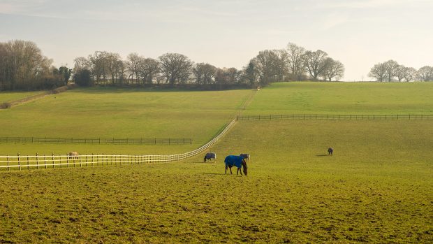 Horses in windy weatherDX02A8 Early spring view of horses in a field near Trowley Bottom, Hertfordshire, England, UK