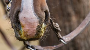 equine flu june 2019