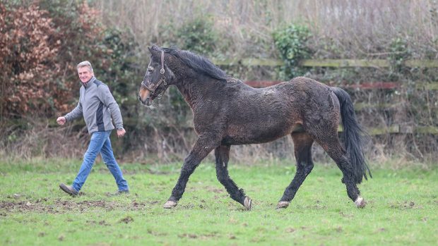 Puissance stallion with Michael Hitchinson