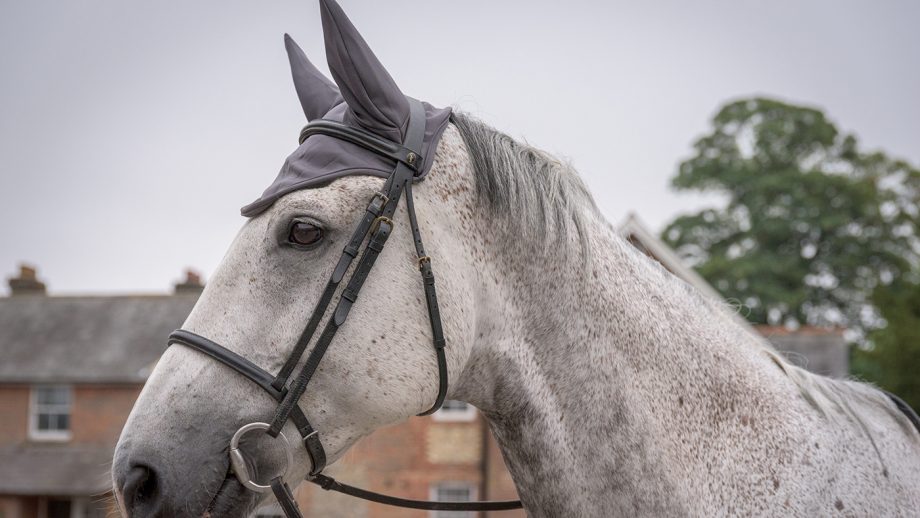 Fenwick Liquid Titanium ear bonnet review