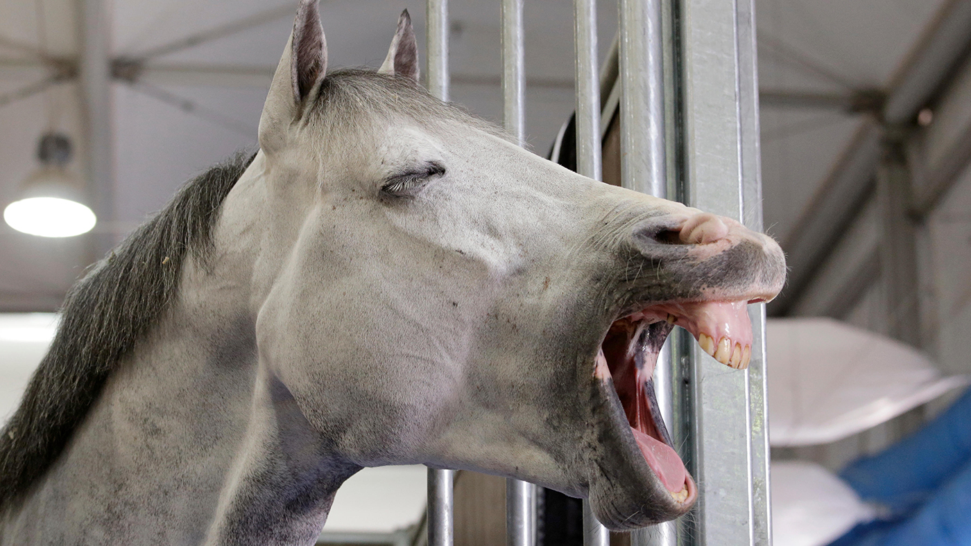 The importance of rest days for horses *H&H VIP* Horse & Hound