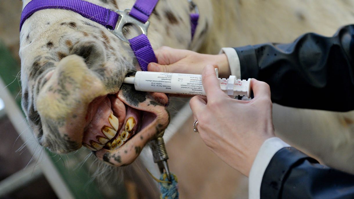 How to give horses medication successfully *H&H VIP* Horse & Hound