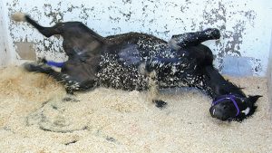 A horse with colic may roll due to the pain.