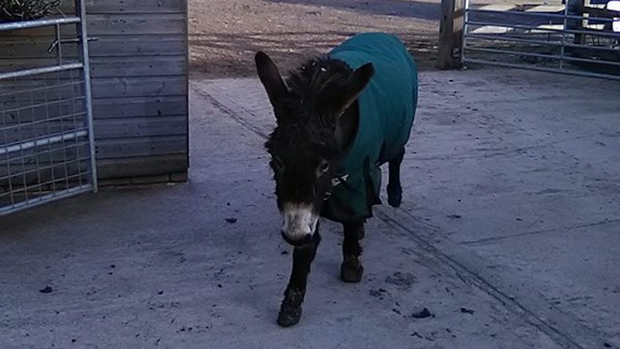 Appeal for help after attacking magpies draw donkeys blood Horse Hound