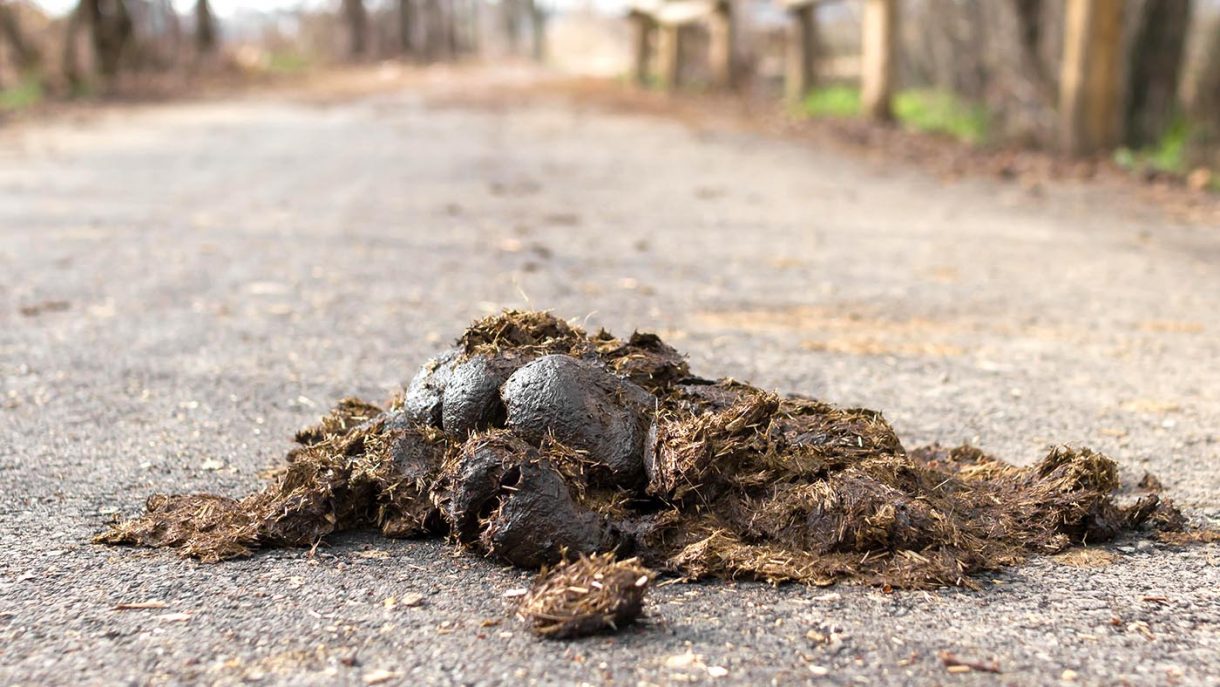 Councils to get power to fine riders for failing to pick up horse poo
