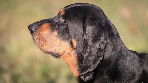 Alison, the missing bloodhound