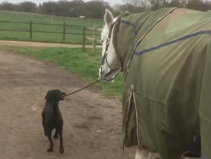Horse & Hound