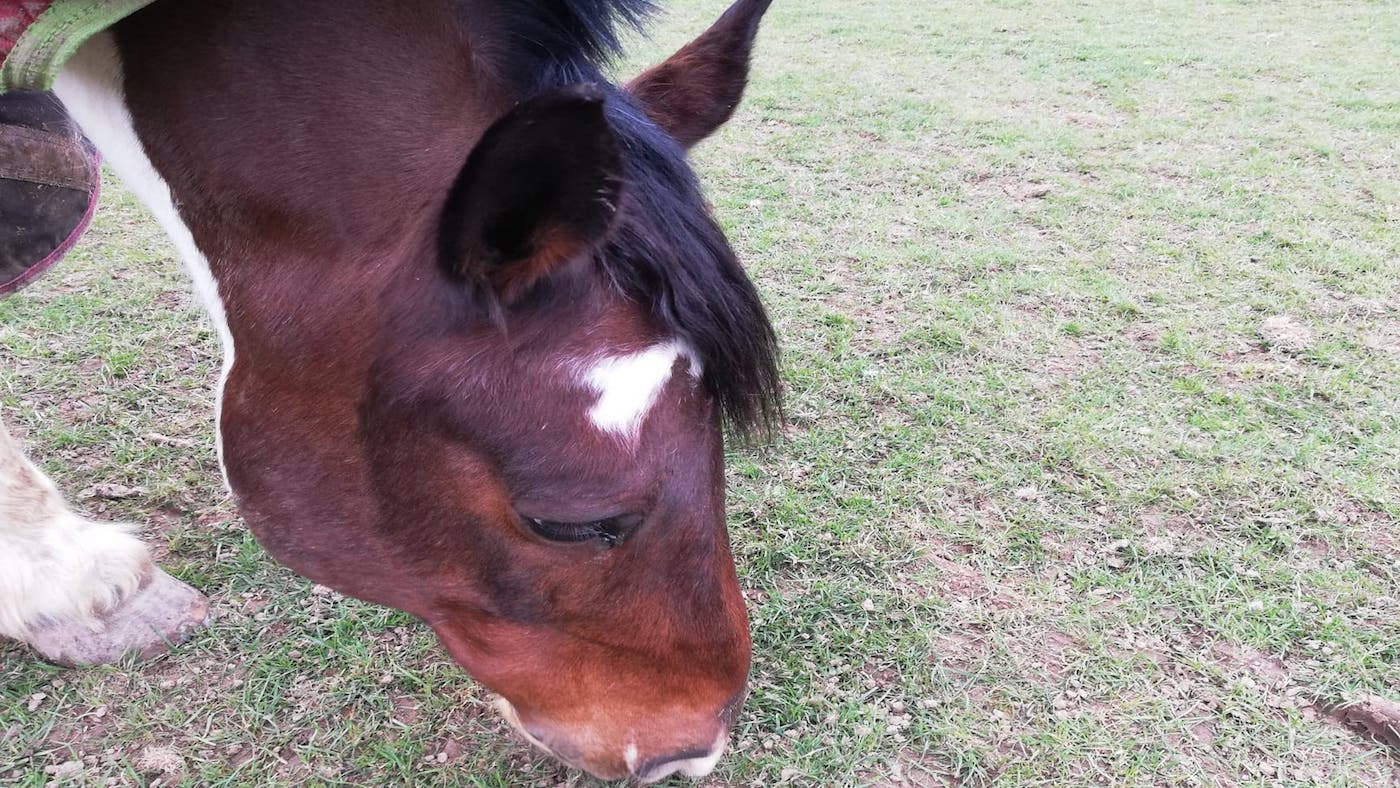Horse & Hound