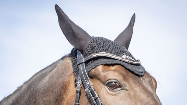 Veredus fly fringe review