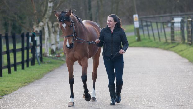 EH2TYE A young woman leading a Thoroughbred horse in hand