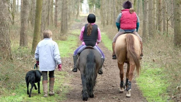 Introducing a dog to a horse BH8NGE Horse riders and woman walking the dog, rear view, Thetford Forest, Norfolk, UK